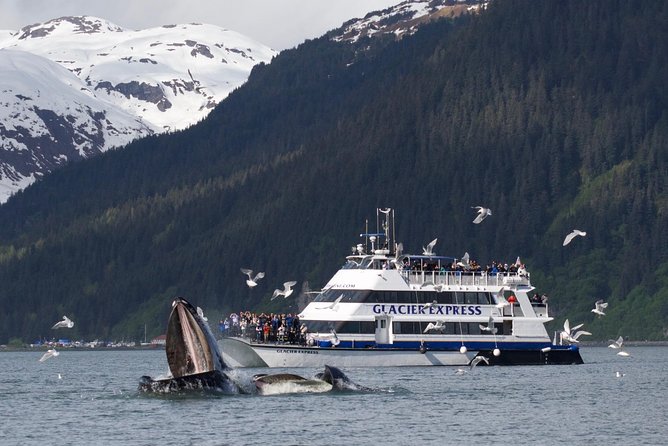 Full-Day Kenai Fjords National Park Cruise - Chiswell Islands or Cape Resurrection: Birds That Steal the Show
