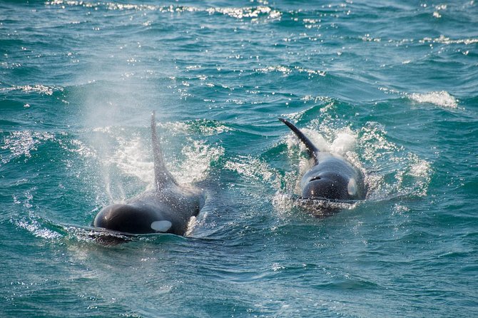 Full-Day Kenai Fjords National Park Cruise - Comfort on a Catamaran: Heated Cabin, Binoculars, and Deck Choices