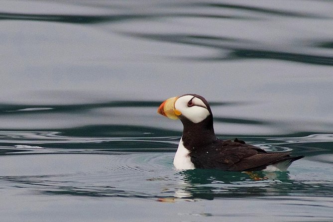 Full-Day Kenai Fjords National Park Cruise - Motion Sickness Reality: When the Gulf Gets Wavy