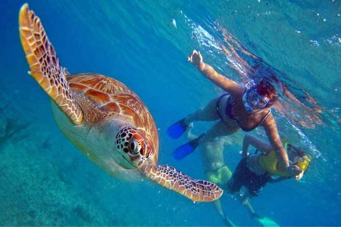 Full Day Oahu Circle Island -Turtle Beach Snorkel at North Shore - Key things I’d prioritize before you go