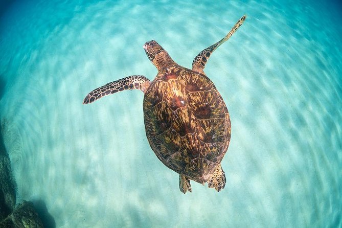 Full Day Oahu Circle Island -Turtle Beach Snorkel at North Shore - Waikiki pickup and the early-start reality (7:20am)