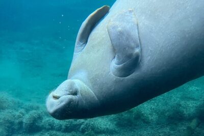 Glass Bottom Kayak Tours of Silver Springs - Your time on the water: how the 1.5–2 hour paddle works