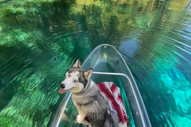 Glass Bottom Kayak Tours of Silver Springs - Planning tips that prevent headaches at Silver Springs