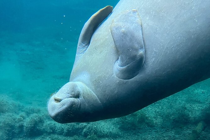 Glass Bottom Kayak Tours of Silver Springs - Your time on the water: how the 1.5–2 hour paddle works