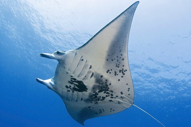 Glow of the Deep: Night Snorkeling with Manta Rays - Where Your Tour Starts: Honokohau Harbor and the Meeting Point