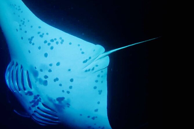 Glow of the Deep: Night Snorkeling with Manta Rays - Group Size, Pacing, and the Crowding Question