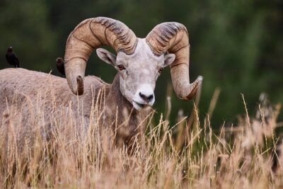 Grand Teton Half Day Tour - Your wildlife toolkit: binoculars, spotting scope, and how to use them