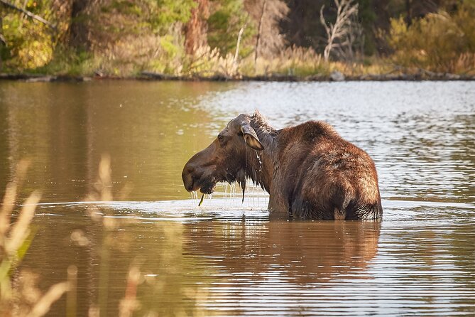 Grand Teton Half Day Tour - Morning vs afternoon: how to choose your best shot