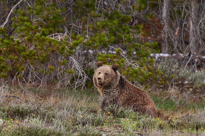 Grand Teton Half Day Tour - What to pack so the day feels comfortable