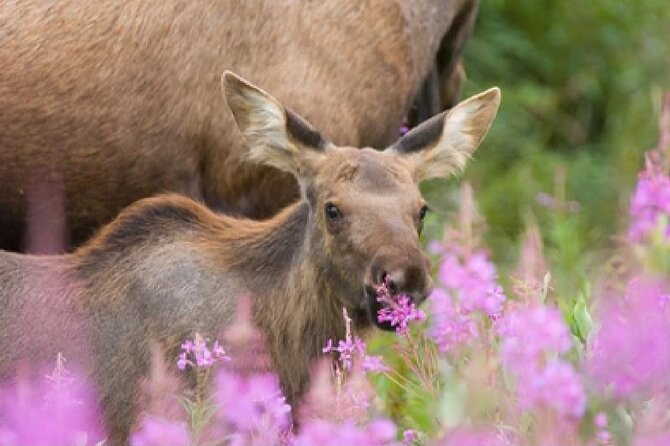 Grand Teton Wildlife Safari in a Enclosed or Open-Air Vehicle (season dependent) - Grand Teton at dawn or dusk: why this safari works