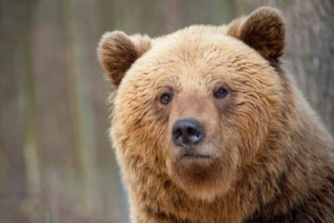Grand Teton Wildlife Safari in a Enclosed or Open-Air Vehicle (season dependent) - Price and value: is $159 worth it?