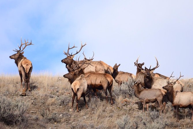 Grand Teton Wildlife Safari in a Enclosed or Open-Air Vehicle (season dependent) - What it feels like on the day: timing, views, and expectations
