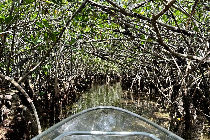 Guided Clear Kayak Eco-Tour Near Key West - Into the Mangroves and National Marine Sanctuary Waters