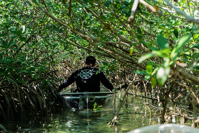 Guided Clear Kayak Eco-Tour Near Key West - What a 2-Hour Tour Actually Feels Like