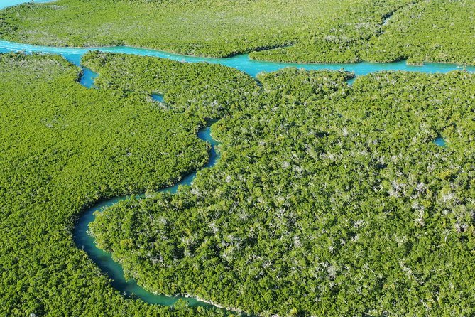 Guided Clear Kayak Eco-Tour Near Key West - Wildlife Expectations: What You Might See (and Why It’s Not Guaranteed)