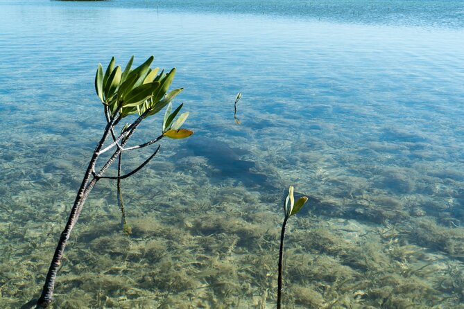 Guided Clear Kayak Eco-Tour Near Key West - What’s Included vs. What You Must Bring