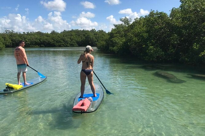 Guided Island EcoTour: CLEAR/Standard Kayak, SUP - Bonita Springs - Why the guide matters: shells, ecosystem stories, and keeping the group together