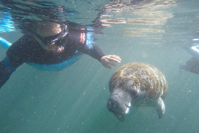Guided Small Group Manatee Snorkeling Tour with In-Water Photographer - Key highlights before you go