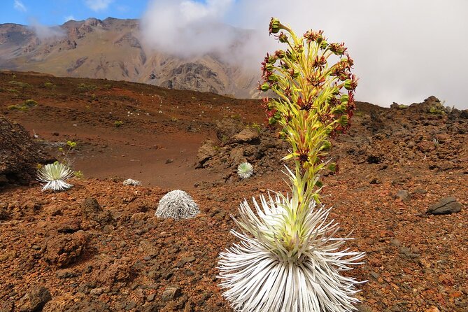 Haleakala Sunrise Best Self-Guided Bike Tour - Switchbacks, layers, and safety mindset