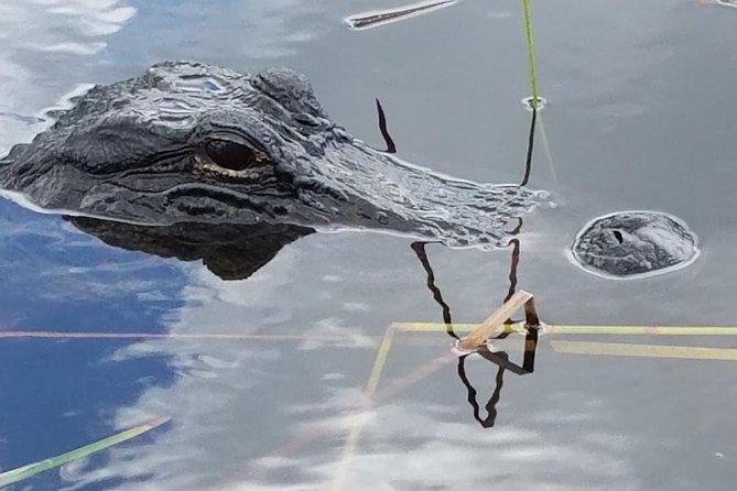 Half-day Everglades National Park Tour and 1-Hour Air Boat Ride - Why This Everglades Half-Day Feels Different Than a Typical Excursion