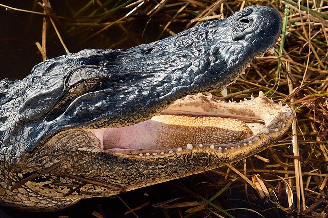 Half-day Everglades National Park Tour and 1-Hour Air Boat Ride - Miccosukee Indian Village and the 1-Hour Airboat: Go Far Out, Then Learn the Why