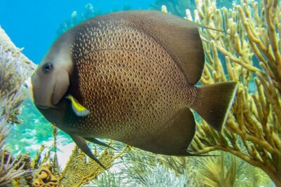 Half Day Snorkel Trip on Reefs in the Florida Keys - From Key Largo by catamaran: how the timing really feels