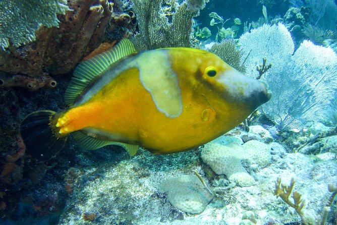 Half Day Snorkel Trip on Reefs in the Florida Keys - Marine life you can realistically hope for (and how to spot it)