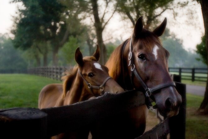Half-Day Thoroughbred Horse Farm Tour in Kentucky - The Start at 366 Waller Ave: How You’ll Begin the Day