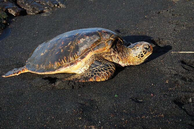 Hilo Shore Excursion: Volcanoes National Park & Black Sand Beach - Nahuku–Thurston Lava Tube: the fun part with real footing