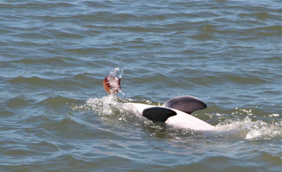 Hilton Head Island: Daytime Dolphin Watching Boat Tour - Key things I’d plan for on this Hilton Head dolphin tour