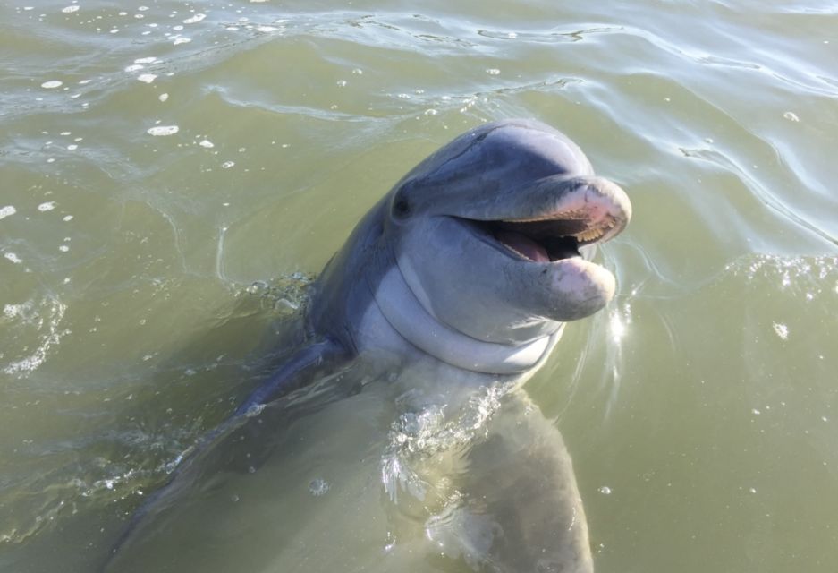 Hilton Head Island: Daytime Dolphin Watching Boat Tour - Why Hilton Head dolphins are so fun to watch from a boat