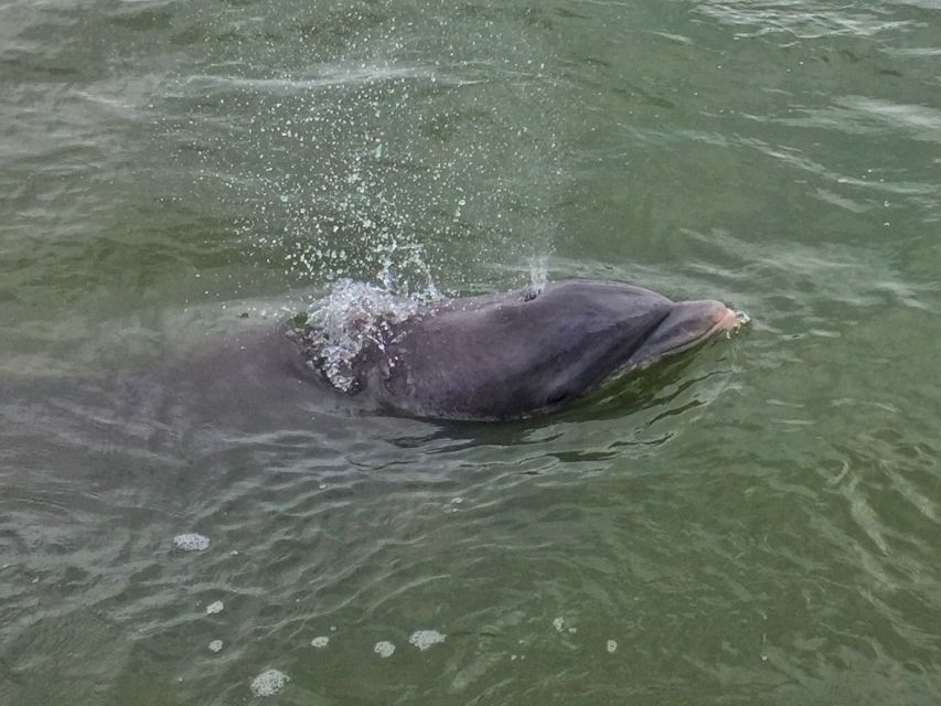Hilton Head Island: Daytime Dolphin Watching Boat Tour - Your crew matters: captains, first mates, and narration that feels human