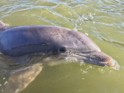 Hilton Head Island: Daytime Dolphin Watching Boat Tour - Your guide and captain pairing: the difference between seeing dolphins and understanding them