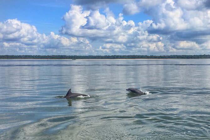 Hilton Head Island Dolphin Boat Cruise - Key things that make this cruise worth your time