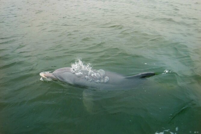 Hilton Head Island Dolphin Boat Cruise - Broad Creek is built for dolphin spotting