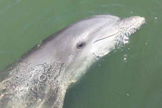 Hilton Head Island Dolphin Boat Cruise - Dolphin spotting: how to actually improve your odds