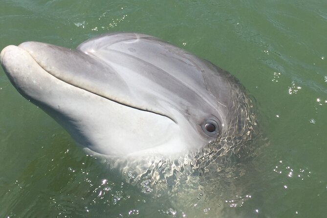 Hilton Head Island Dolphin Boat Cruise - Birds and the Lowcountry ecosystem, not just dolphin talk