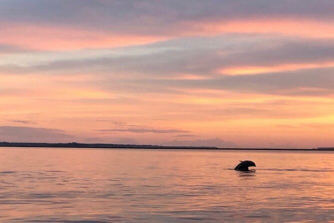 Hilton Head Island Dolphin Boat Cruise - Price and value: is $39.99 worth it?
