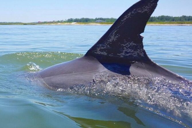 Hilton Head Island Dolphin Boat Cruise - The 90-minute flow: from narration to wildlife stops