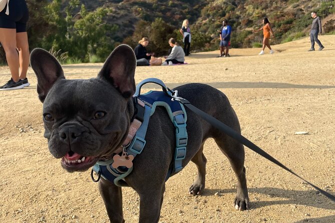 Hollywood Sign 2.5-Hour Tour with Comedians and Their Dogs - The comedic guide-and-dog twist: Jon, Mozart, Michaela, and Mikala