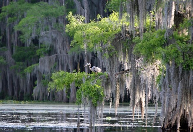 Honey Island Swamp Boat Tour - Honey Island Swamp: Why This 2-Hour Cruise Feels Special