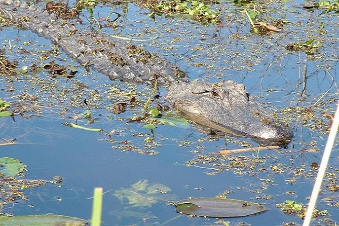 Honey Island Swamp Boat Tour - Where You Meet in Slidell (and the ride reality from New Orleans)