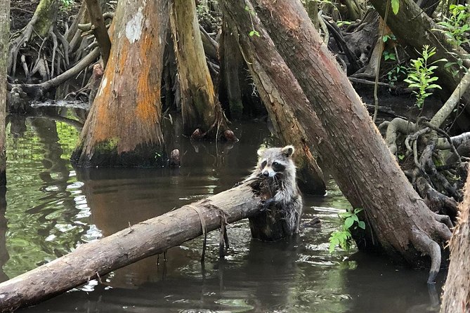 Honey Island Swamp Boat Tour - Swamp Stories and Captain Personality: The Real Value Add