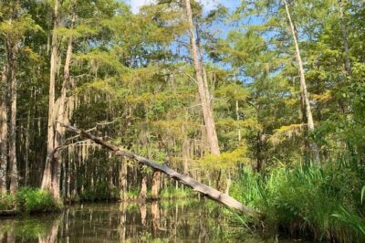 Honey Island Swamp Boat Tour - The 2-Hour Boat Experience: What the Ride Is Actually Like