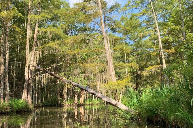 Honey Island Swamp Boat Tour - The 2-Hour Boat Experience: What the Ride Is Actually Like
