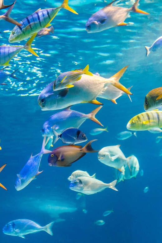 Honolulu: Glass Bottom Boat Tour along Oahu's South Shore - Key Takeaways Before You Go