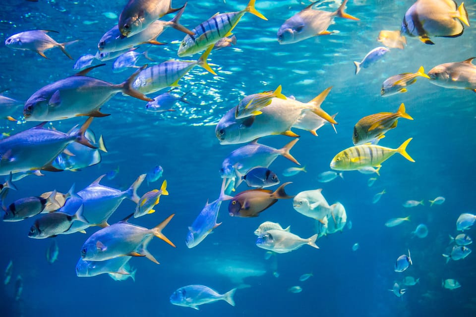 Honolulu: Glass Bottom Boat Tour along Oahu's South Shore - The Ride Plan: A One-Hour Cruise That Stays Dry and Still Feels Like Adventure