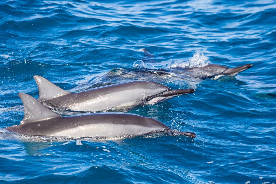 Honolulu: Glass Bottom Boat Tour along Oahu's South Shore - Drinks, Water, and How to Handle This Like a Local