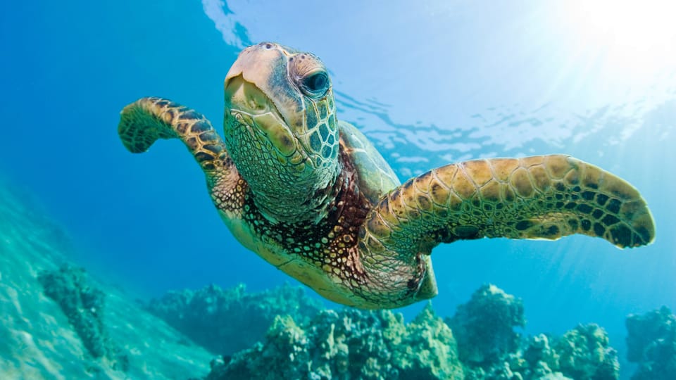 Honolulu: Glass Bottom Boat Tour along Oahu's South Shore - Price and Value: Is $40 for a One-Hour Boat Worth It?