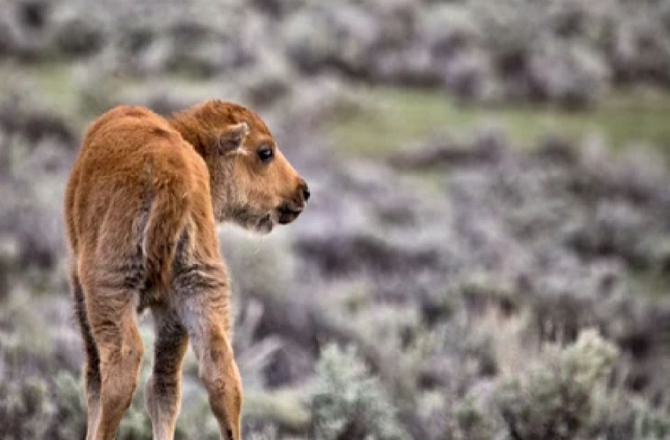 Jackson: Grand Teton National Park Guided Wildlife Tour - Comfort, Rules, and Who This Tour Fits Best